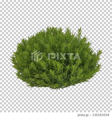 A lush, green bush with dense foliage, perfect for garden landscaping and adding vibrant color to outdoor spaces. Its rounded shape and rich texture create natural, lively atmosphere 130163038