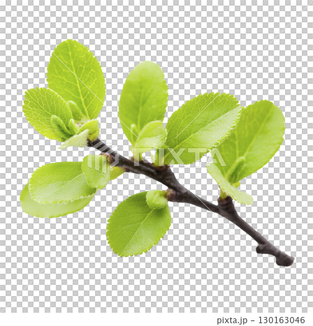 A vibrant green branch with fresh, serrated leaves showcases nature beauty and growth. close up view highlights texture and color of foliage 130163046