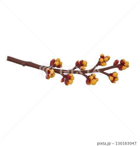 A branch with vibrant orange and red buds, resembling autumn colors, isolated on transparency background. image captures essence of nature beauty and seasonal change 130163047