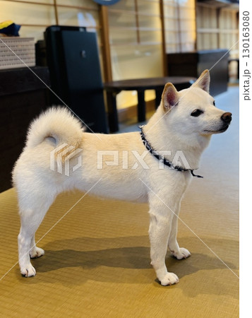 和室の白い柴犬 和室の白い柴犬 130163080