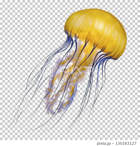 A vibrant yellow jellyfish with long, flowing tentacles gracefully drifts through water, showcasing its translucent body and delicate structure 130163127