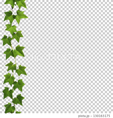 A vibrant green ivy vine with lush leaves climbs vertically against plain background, showcasing nature beauty and growth A vibrant green ivy vine with lush leaves climbs vertically against plain background, showcasing nature beauty and growth 130163175