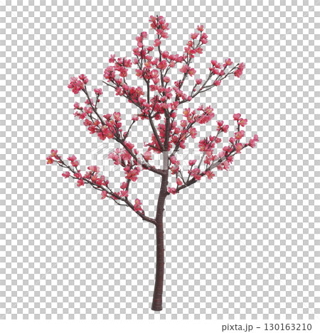 A vibrant cherry blossom tree with pink flowers in full bloom, showcasing delicate petals and slender branches. tree stands isolated against transparency background, highlighting its natural beauty A vibrant cherry blossom tree with pink flowers in full bloom, showcasing delicate petals and slender branches. tree stands isolated against transparency background, highlighting its natural beauty 130163210