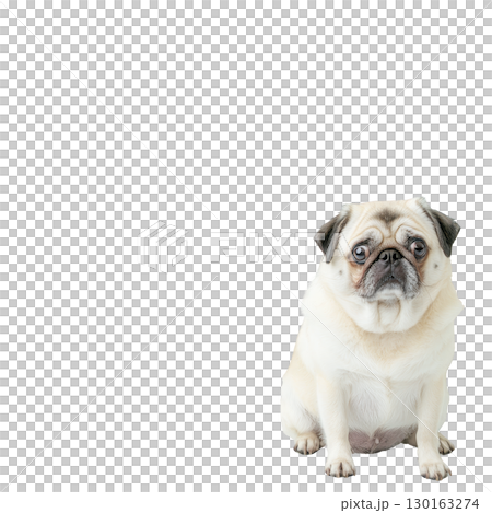 A cute pug with wrinkled face and expressive eyes sits calmly against transparency background, showcasing its charming and lovable nature 130163274