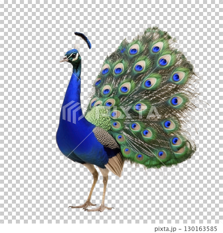 A vibrant peacock stands proudly displaying its magnificent tail feathers, showcasing stunning array of blue, green, and gold hues. intricate eye patterns on feathers add to its majestic appearance 130163585