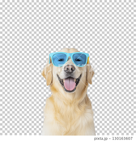A happy golden retriever wearing blue sunglasses, smiling with its tongue out against plain background. playful expression adds fun and cheerful vibe to image 130163607