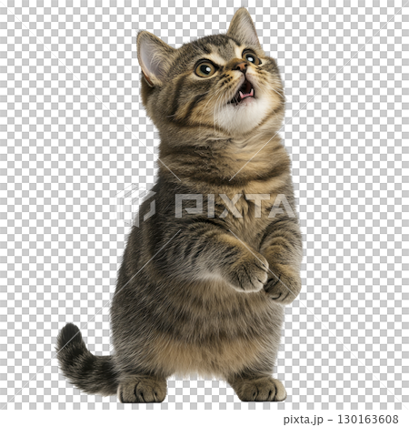 A cute tabby kitten stands on its hind legs with expression of curiosity and playfulness. fluffy fur and bright eyes add to its adorable appearance 130163608