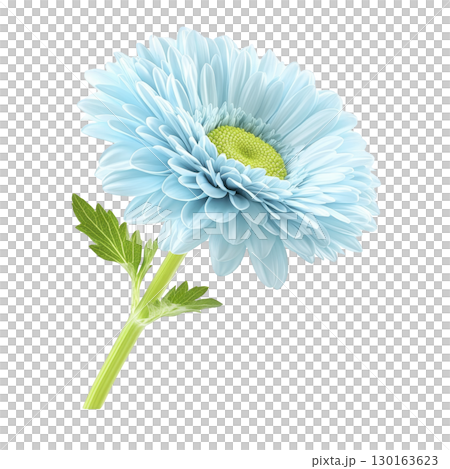 A vibrant blue gerbera daisy with lush green leaves is isolated on transparency background, showcasing its delicate petals and natural beauty 130163623