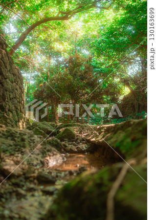 沖縄の自然 130163699