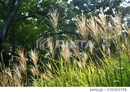 ススキ Silver grass ススキ Silver grass 130163746