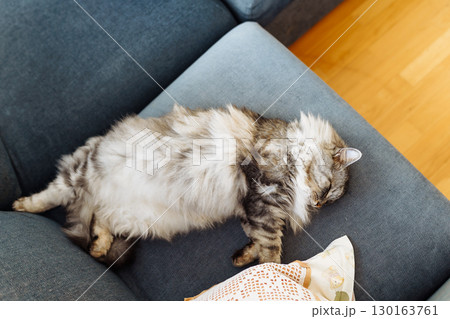 close up grey fluffy sleeping cat 130163761