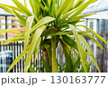 Growing Yucca Plants 130163777