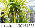 Growing Yucca Plants 130163778