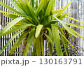 Growing Yucca Plants 130163791