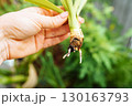 Growing Yucca Plants 130163793