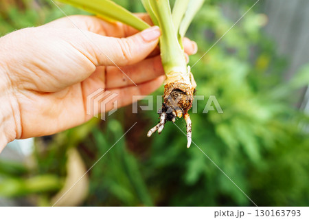 Growing Yucca Plants 130163793