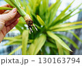 Growing Yucca Plants 130163794