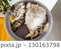 domestic cat sleeping on cat tree scratching post 130163798