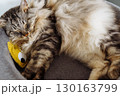 domestic cat sleeping on cat tree scratching post 130163799