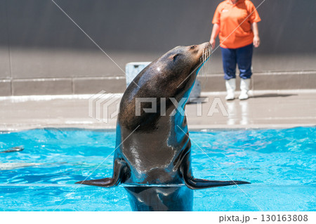 加茂水族館のアシカショー 130163808