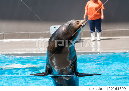 加茂水族館のアシカショー 加茂水族館のアシカショー 130163809