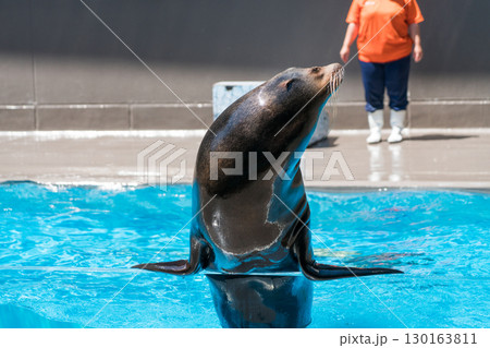 加茂水族館のアシカショー 加茂水族館のアシカショー 130163811
