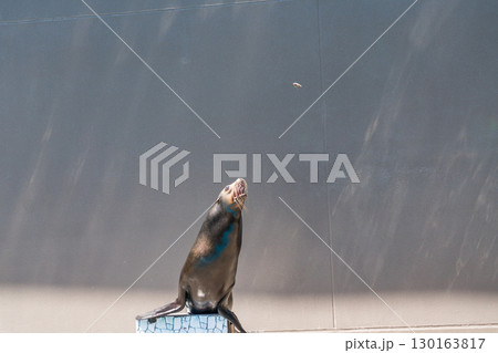 加茂水族館のアシカショー 130163817