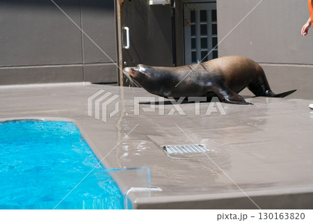 加茂水族館のアシカショー 130163820
