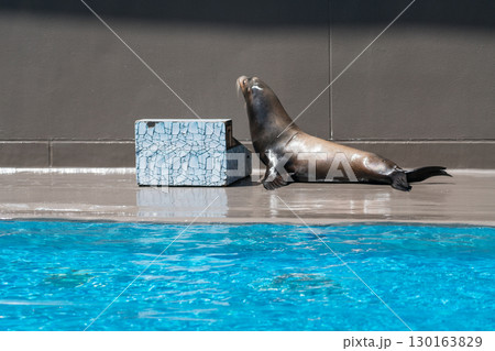 加茂水族館のアシカショー 加茂水族館のアシカショー 130163829