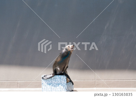 加茂水族館のアシカショー 加茂水族館のアシカショー 130163835