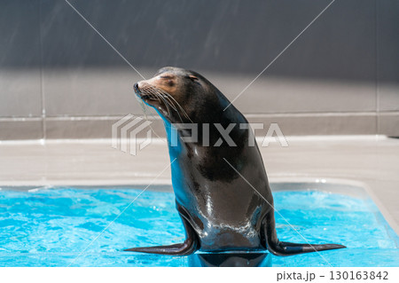 加茂水族館のアシカショー 130163842