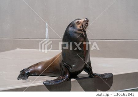 加茂水族館のアシカショー 130163843