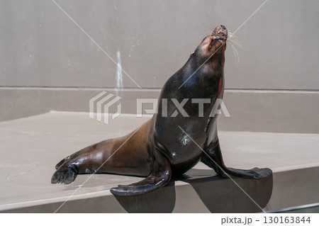 加茂水族館のアシカショー 加茂水族館のアシカショー 130163844