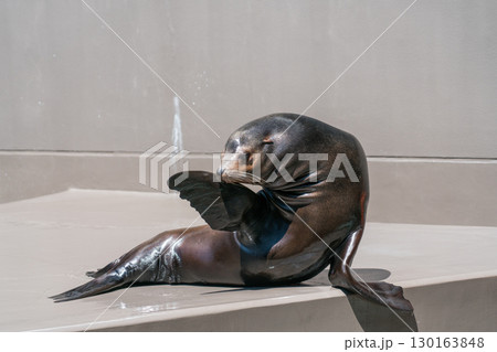 加茂水族館のアシカショー 130163848