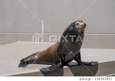 加茂水族館のアシカショー 130163852