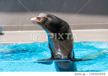 加茂水族館のアシカショー 130163859