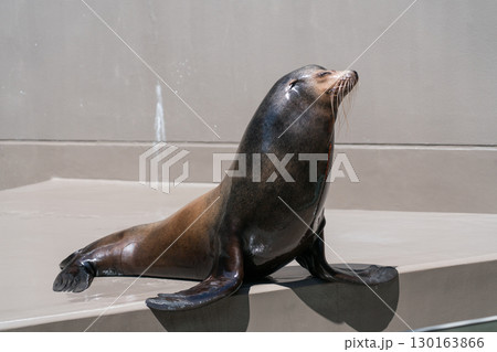 加茂水族館のアシカショー 加茂水族館のアシカショー 130163866