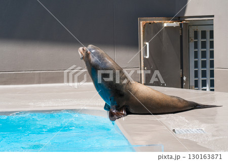 加茂水族館のアシカショー 130163871
