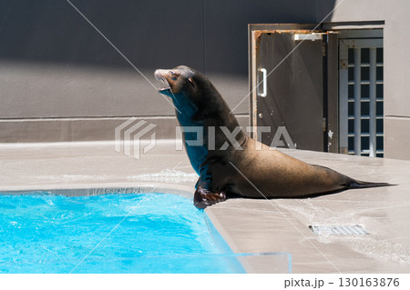 加茂水族館のアシカショー 130163876