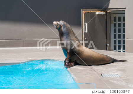 加茂水族館のアシカショー 加茂水族館のアシカショー 130163877