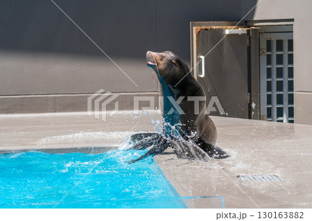 加茂水族館のアシカショー 加茂水族館のアシカショー 130163882