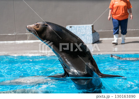 加茂水族館のアシカショー 130163890