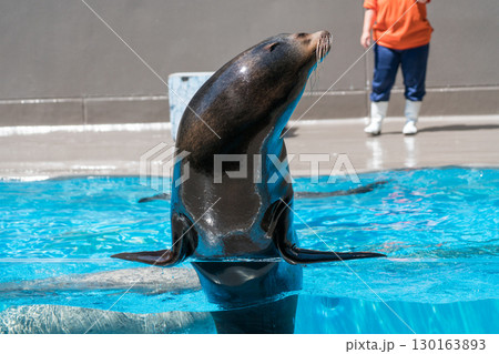 加茂水族館のアシカショー 130163893
