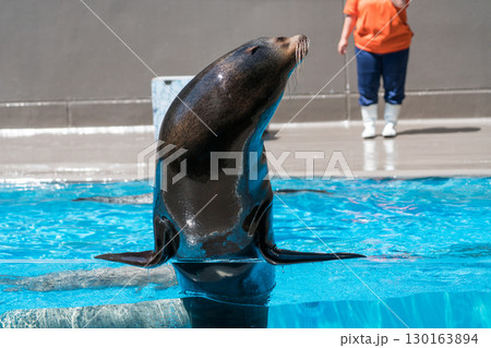 加茂水族館のアシカショー 加茂水族館のアシカショー 130163894