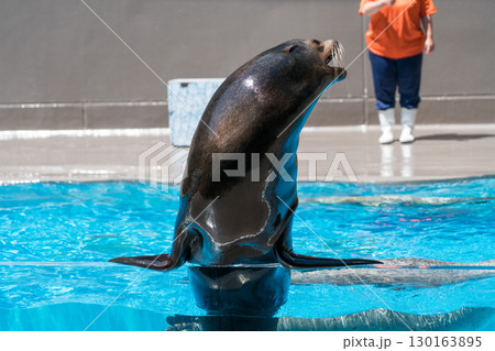 加茂水族館のアシカショー 130163895