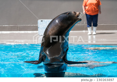 加茂水族館のアシカショー 130163897