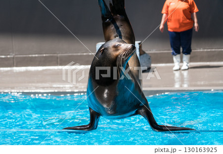 加茂水族館のアシカショー 加茂水族館のアシカショー 130163925
