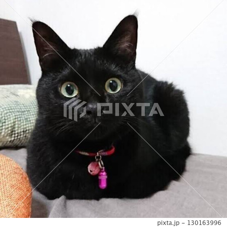 可愛いアホずら!黒猫ちゃん 可愛いアホずら!黒猫ちゃん 130163996