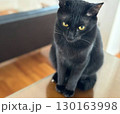 どこを見てるんだろう。見つめてる先が気になる黒猫ちゃん 130163998