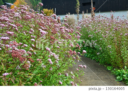小路に咲くフジバカマの群生　晩秋の魚沼の里　南魚沼市　　 130164005